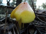 Hygrocybe acutoconica image