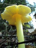 Hygrocybe acutoconica image