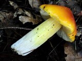 Hygrocybe acutoconica image