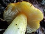 Hygrocybe acutoconica image