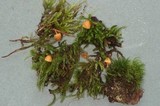 Galerina filiformis image
