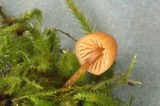 Galerina filiformis image