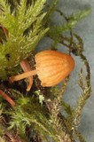 Galerina filiformis image