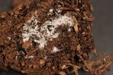 Amphinema byssoides image