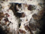 Amphinema byssoides image