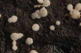 Polydesmia pruinosa image