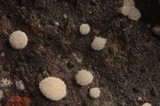 Polydesmia pruinosa image