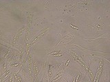Polydesmia pruinosa image