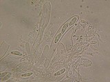 Polydesmia pruinosa image