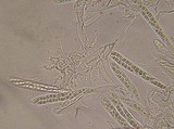 Polydesmia pruinosa image
