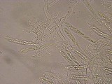 Polydesmia pruinosa image