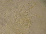 Polydesmia pruinosa image