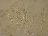 Polydesmia pruinosa image