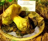 Boletus regius image