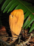 Clavariadelphus truncatus image