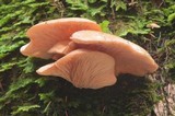 Sarcomyxa serotina image