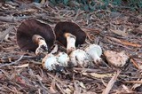Agaricus lilaceps image