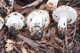 Agaricus lilaceps image