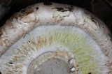 Agaricus lilaceps image