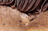 Agaricus lilaceps image