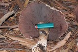 Agaricus lilaceps image