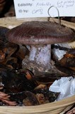 Cortinarius magicus image