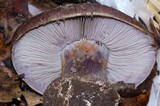 Cortinarius magicus image