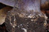 Cortinarius magicus image