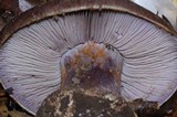 Cortinarius magicus image