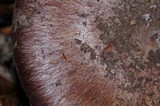Cortinarius magicus image
