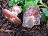 Cortinarius subpurpureophyllus image