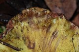 Cortinarius viridirubescens image