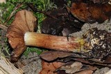 Cortinarius viridirubescens image