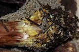 Cortinarius viridirubescens image