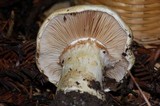 Cortinarius albofragrans image