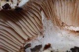 Cortinarius albofragrans image