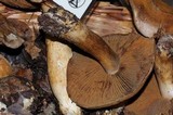 Cortinarius infractus image