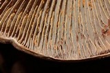 Cortinarius infractus image