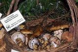 Cortinarius glutinosoarmillatus image
