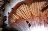 Cortinarius glutinosoarmillatus image