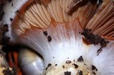 Cortinarius glutinosoarmillatus image