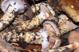 Cortinarius glutinosoarmillatus image
