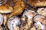 Cortinarius glutinosoarmillatus image