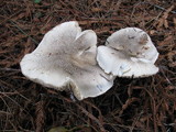 Tricholoma pardinum image