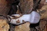 Cortinarius alboviolaceus image