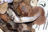 Cortinarius alboviolaceus image