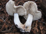 Tricholoma pardinum image