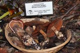 Cortinarius laniger image