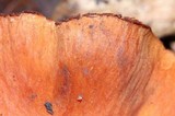 Cortinarius laniger image