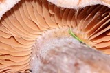 Cortinarius laniger image